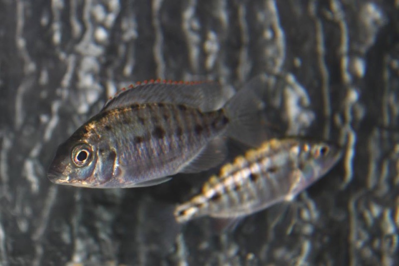 Protomelas virgatus 'Namalenje Island'